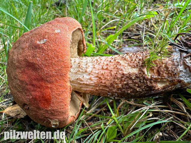 Laubwald-Rotkappe, Eichenrotkappe, Leccinum aurantiacum