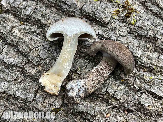 Maiporling, Lentinus substrictus