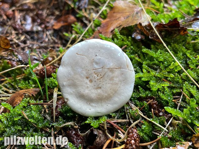 Mehlräsling, Clitopilus prunulus