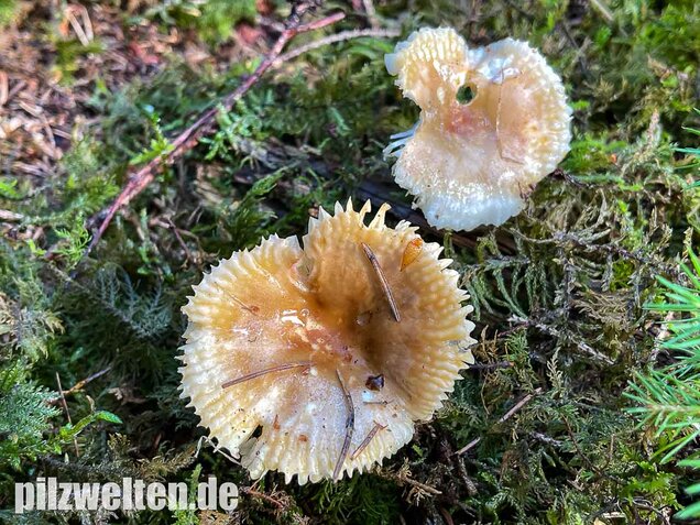 Milder Wachstäubling, Mädchentäubling, Russula puellaris