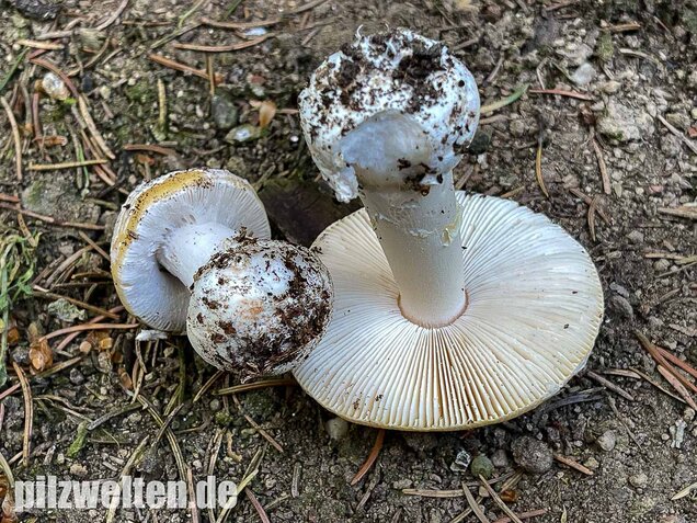 Narzissengelber Knollenblätterpilz, Amanita gemmata