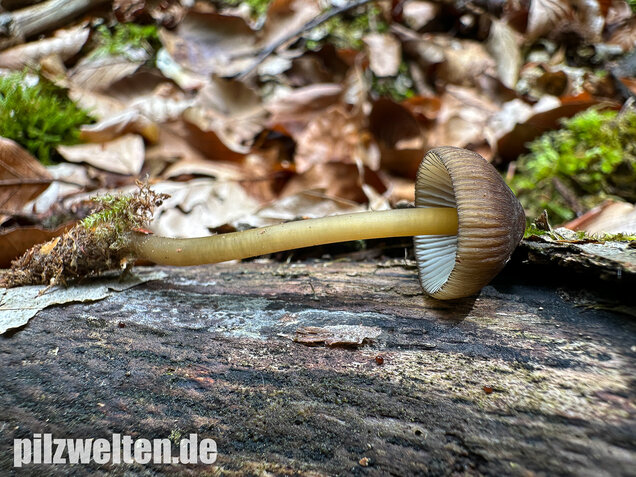 Grünschneidiger Helmling, Mycena viridimarginata