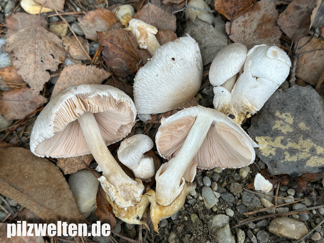 Parasitischer Scheidling, Volvariella surrecta