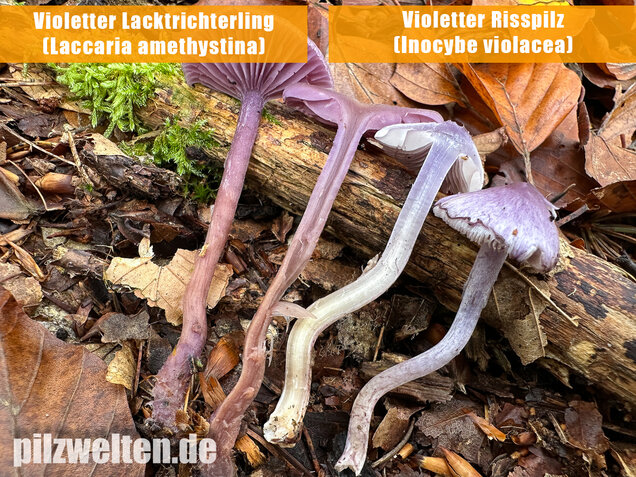 Violetter Risspilz, Lilaseidiger Risspilz, Inocybe violacea