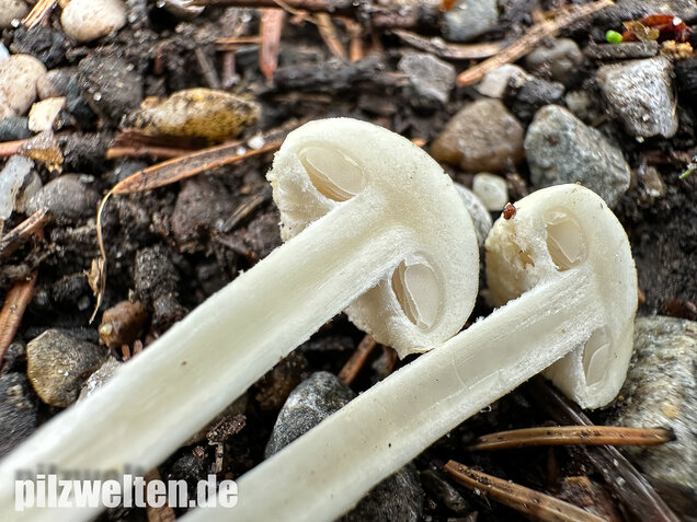 Weißer Ackerling, Rissiger Ackerling, Agrocybe dura