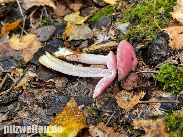 Rosa Rettichhelmling, Mycena rosea