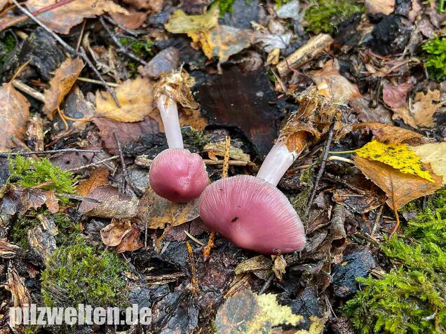 Rosa Rettichhelmling, Mycena rosea