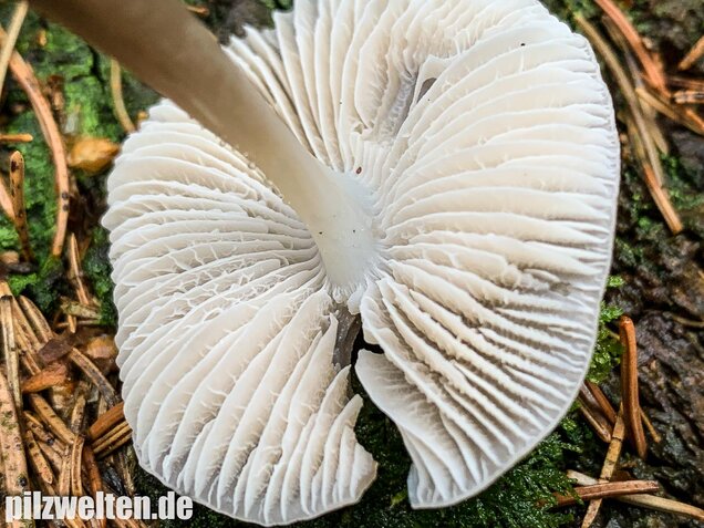 Rosablättriger Helmling, Mycena galericulata