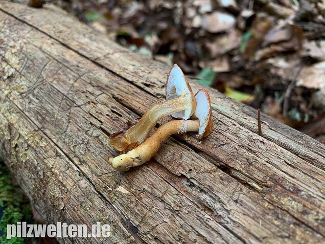 Rostroter Körnchenschirmling, Cystodermella granulosa