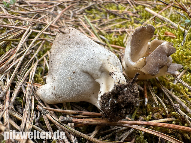 Schwarzweiße Rippen-Becherlorchel, Dissingia leucomelaena