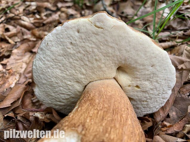 Sommersteinpilz, Boletus aestivalis