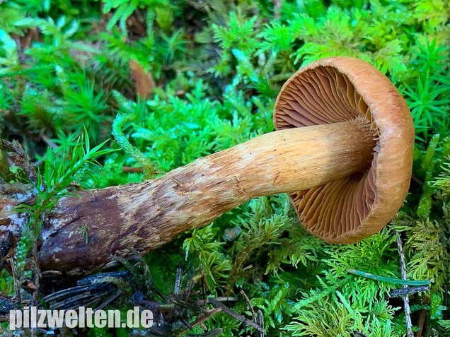 Spitzgebuckelter Raukopf, Cortinarius rubellus