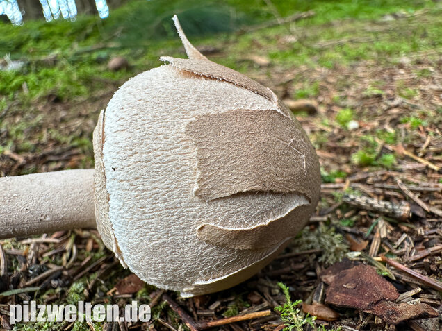 Sternschuppiger Riesenschirmling, Grobscholliger Riesenschirmling, Macrolepiota rhodosperma