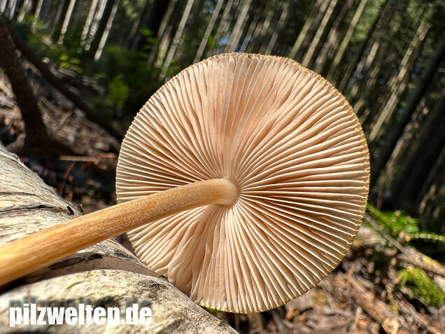 Verschiedenfarbiger Dachpilz, Pluteus plautus