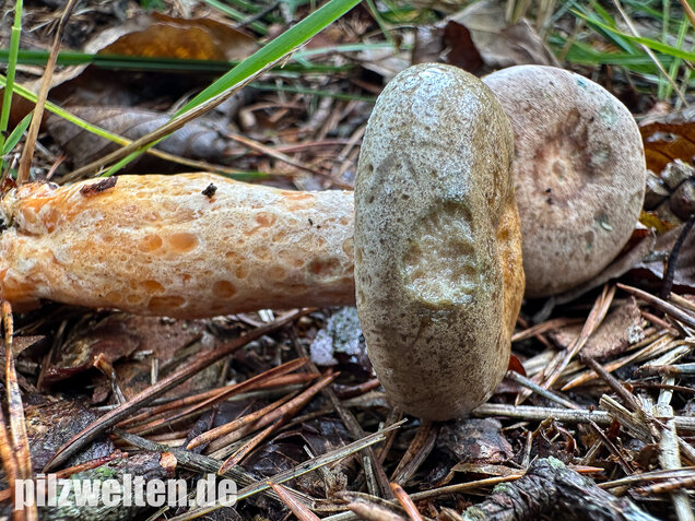 Wechselblauer Edelreizker, Lactarius quieticolor