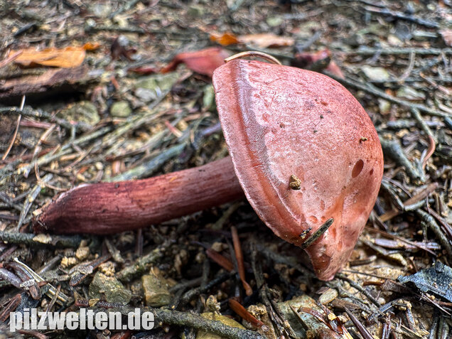 Weinroter Purpur-Schneckling, Hygrophorus capreolarius