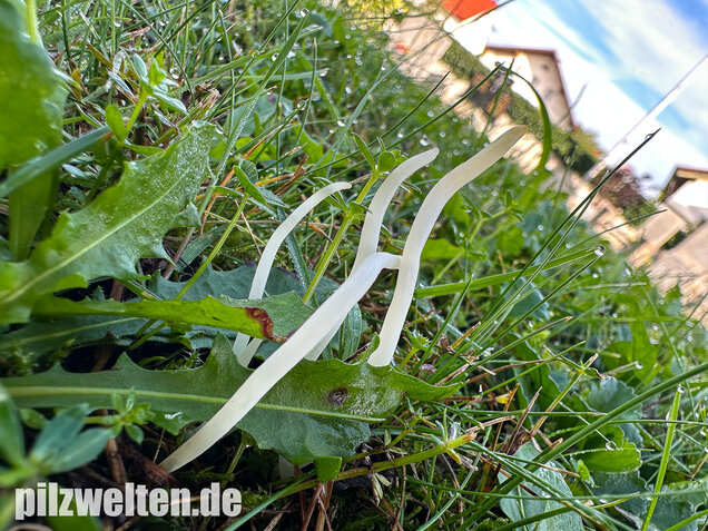 Wiesenkeule, Wurmförmige Keule, Clavaria fragilis