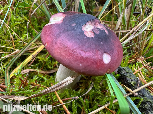 Zedernholz-Täubling, Heimtückischer Täubling, Russula badia
