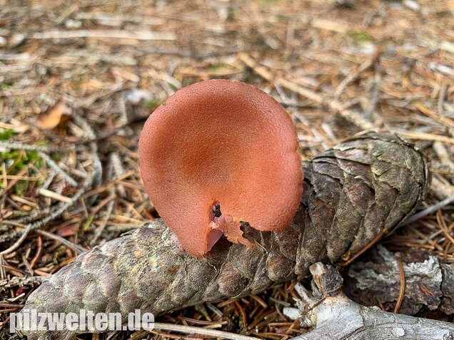 Zweifarbiger Lacktrichterling, Laccaria bicolor