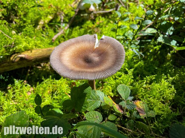Zweifarbiger Scheidenstreifling, Amanita umbrinolutea