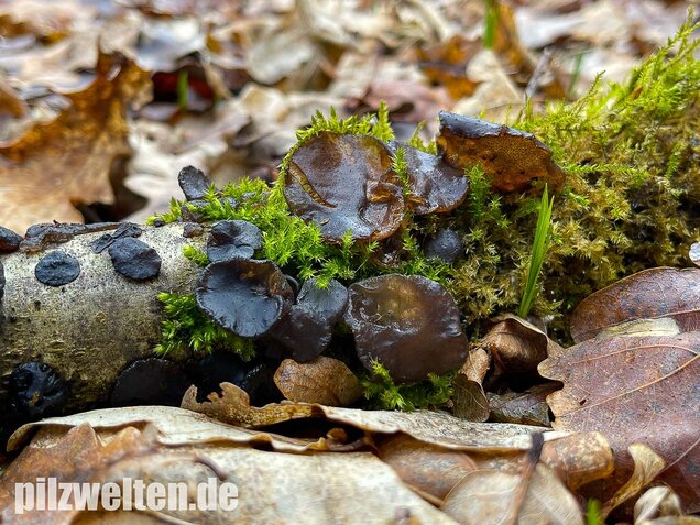 Abgestutzter Drüsling, Stoppeliger Drüslinge, Exidia glandulosa