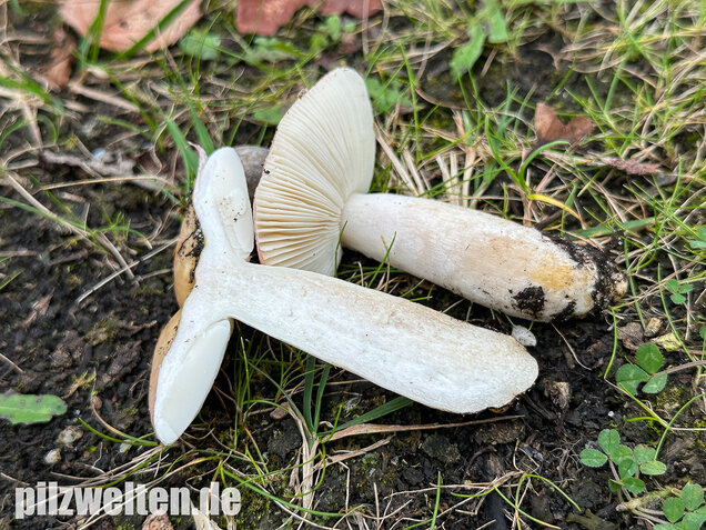 Ausblassender Birkentäubling, Verblassender Täubling, Russula exalbicans