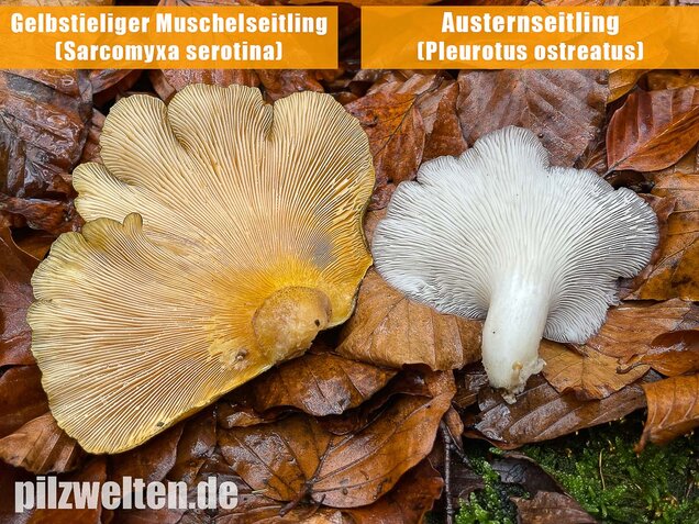 Gelbstieliger Muschelseitling, Sarcomyxa serotina