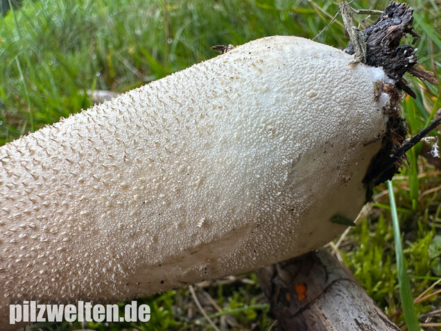 Beutelstäubling, Lycoperdon excipuliforme