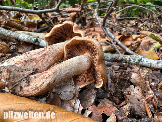 Brandiger Ritterling, Tricholoma ustale