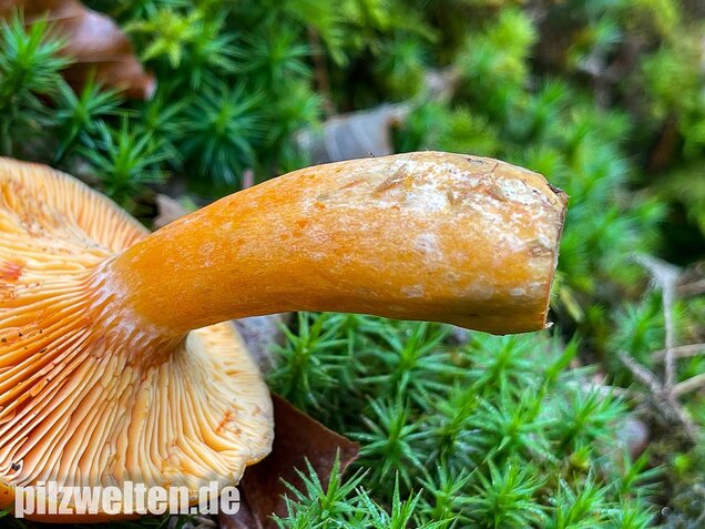 Fichtenreizker, Lactarius deterrimus