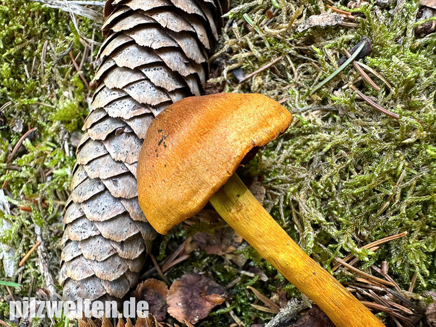 Orangerandiger Hautkopf, Cortinarius malicorius