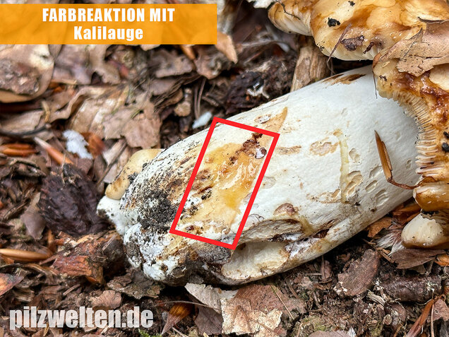 Gilbender Stinktäubling, Russula subfoetens