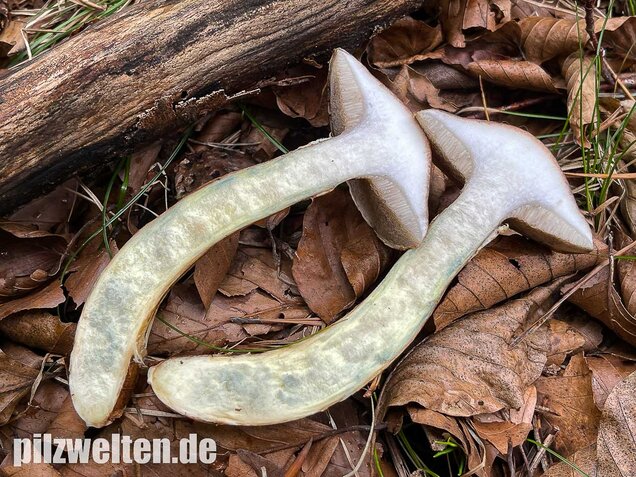 Grauer Lärchenröhrling, Suillus viscidus