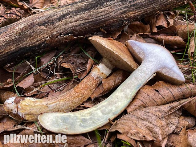 Grauer Lärchenröhrling, Suillus viscidus