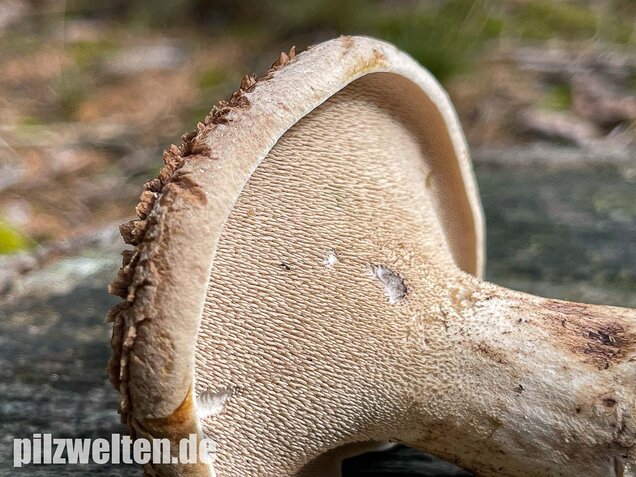 Habichtspilz, Sarcodon imbricatus