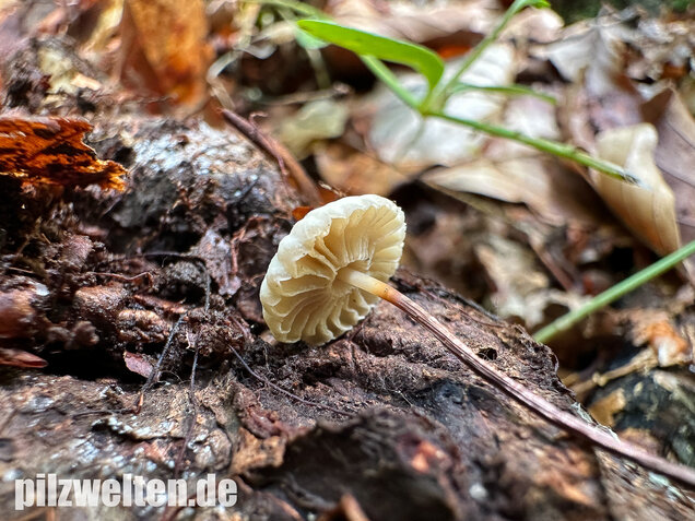 Halsbandschwindling, Marasmius rotula