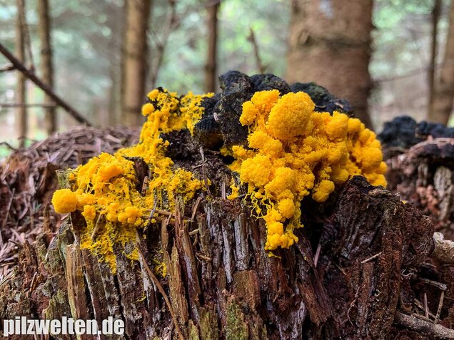 Hexenbutter, Fuligo septica