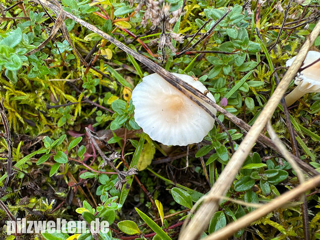 Jungfernellerling, Glasigweißer Ellerling, Cuphophyllus virgineus