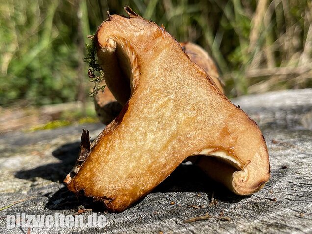 Kahler Krempling, Paxillus involutus