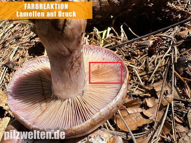 Verfärbender Schleimkopf, Cortinarius largus
