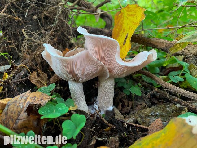 Lavendelfarbener Rötelritterling, Lepista glaucocana