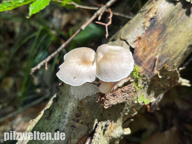 Lungenseitling, Pleurotus pulmonarius