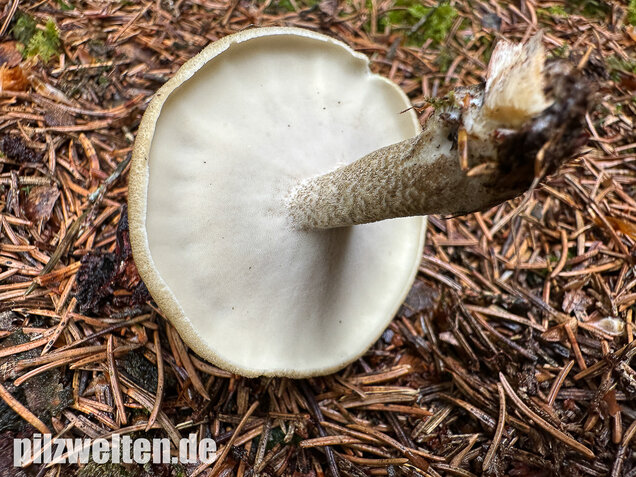 Maiporling, Bewimperter Stielporling, Lentinus substrictus