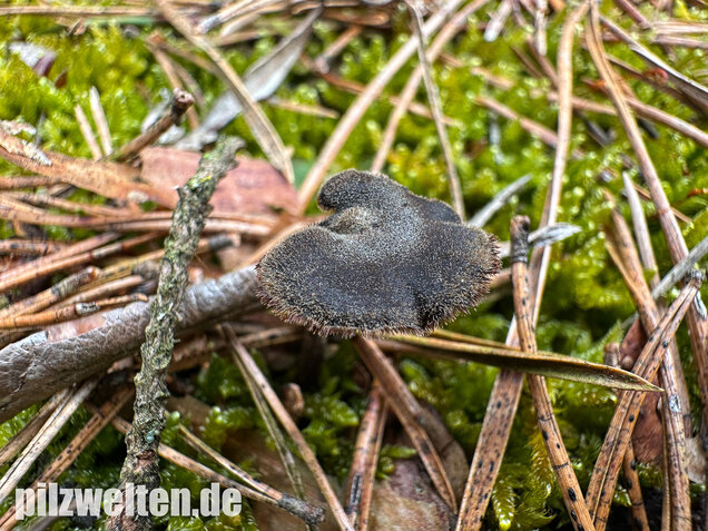 Ohrlöffelstacheling, Auriscalpium vulgare