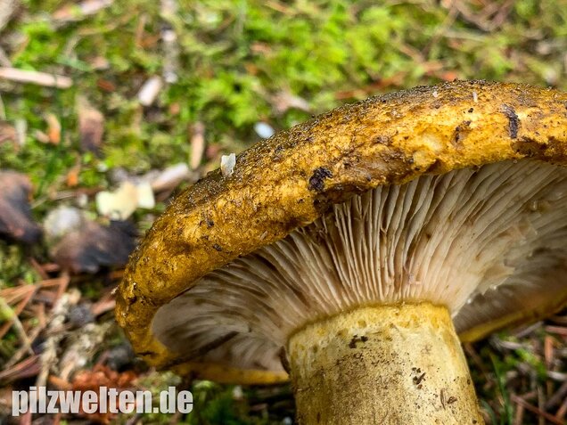 Olivbrauner Milchling, Lactarius turpis