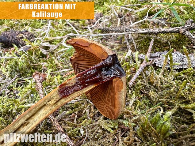Orangerandiger Hautkopf, Cortinarius malicorius