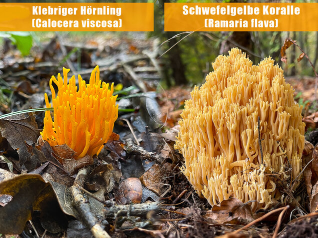 Klebriger Hörnling, Ziegenbart, Zwergerlfeuer, Calocera viscosa