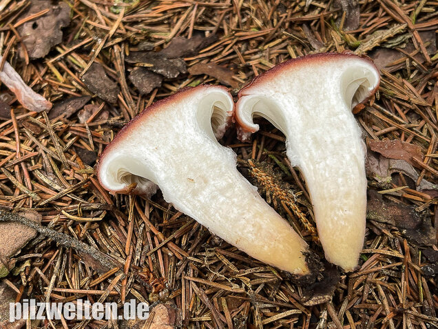 Rosenroter Gelbfuß, Gomphidius roseus