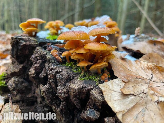 Samtfußrübling, Winterrübling, Flammulina velutipes