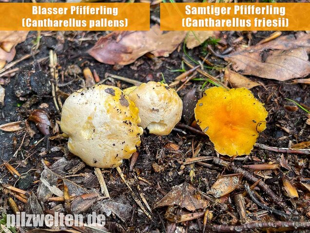 Samtiger Pfifferling, Cantharellus friesii